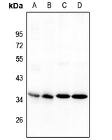 1 - Anti-NANOGP8 Antibody AP59909
