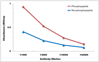 10 - Anti-p47 phox (Phospho-S370) Antibody AP59911