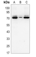 1 - Anti-Angiopoietin-2 Antibody AP59912