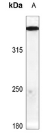 1 - Anti-ATM (Phospho-S1987) Antibody AP59914