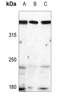 1 - Anti-ATM Antibody AP59915