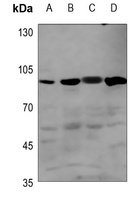 1 - Anti-BMPR2 Antibody AP59917