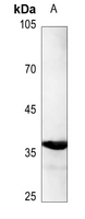 1 - Anti-C/EBP alpha (Phospho-S193) Antibody AP59920
