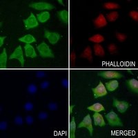 3 - Anti-Beta-galactosidase Antibody AP59924