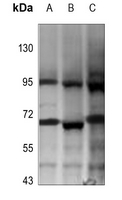 1 - Anti-Beta-galactosidase Antibody AP59924