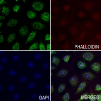 3 - Anti-NRG1 Antibody AP59925