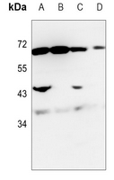 1 - Anti-NRG1 Antibody AP59925