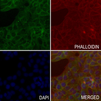 3 - Anti-IL-2 Antibody AP59927