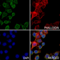 3 - Anti-CD181 Antibody AP59928