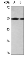 1 - Anti-CD181 Antibody AP59928