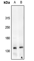 1 - Anti-c-Met (Phospho-Y1235) Antibody AP59929