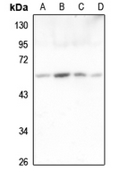 1 - Anti-ORC2 Antibody AP59930