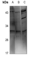 1 - Anti-RAD1 Antibody AP59932