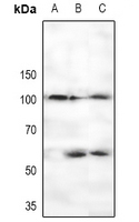 1 - Anti-CTIP (Phospho-S327) Antibody AP59933