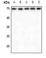 1 - Anti-RPA1 Antibody AP59934