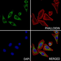 3 - Anti-NHE5 Antibody AP59936