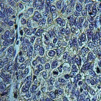 19 - Anti-NHE5 Antibody AP59936