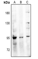 1 - Anti-NHE5 Antibody AP59936