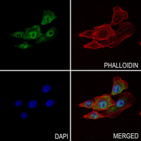 3 - Anti-SLUG Antibody AP59937