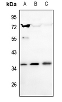1 - Anti-SLUG Antibody AP59937