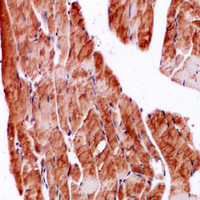 19 - Anti-SPARC Antibody AP59939