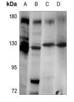 1 - Anti-Telomerase Antibody AP59941