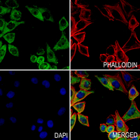3 - Anti-JIP4 Antibody AP59944