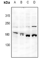 1 - Anti-JIP4 Antibody AP59944