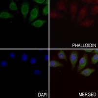 3 - Anti-ZO3 Antibody AP59948