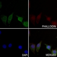 3 - Anti-CALY Antibody AP59949