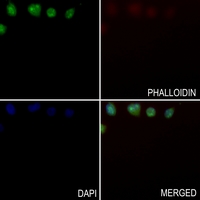 3 - Anti-NIP7 Antibody AP59950