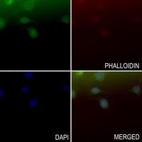 3 - Anti-RAB14 Antibody AP59951