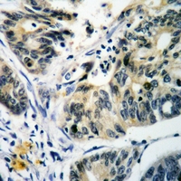 19 - Anti-RAB14 Antibody AP59951