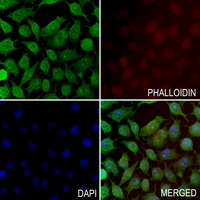 3 - Anti-MED9 Antibody AP59952