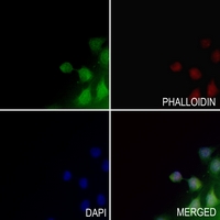 3 - Anti-MINA53 Antibody AP59954