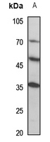 1 - Anti-MINA53 Antibody AP59954