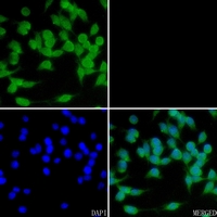 3 - Anti-Cyclin B3 Antibody AP59955