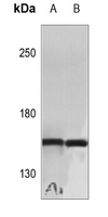 1 - Anti-Cyclin B3 Antibody AP59955