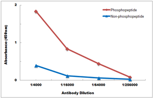 10 - Anti-Androgen Receptor (Phospho-S650) Antibody AP59958