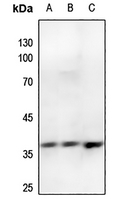 1 - Anti-Annexin A2 (Phospho-S26) Antibody AP59966