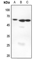 1 - Anti-AIRE Antibody AP59967