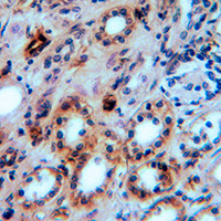 19 - Anti-Aquaporin 1 Antibody AP59968
