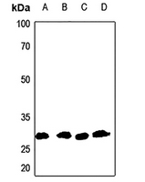 1 - Anti-Aquaporin 1 Antibody AP59968