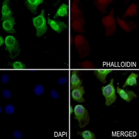 3 - Anti-ARF4 Antibody AP59969