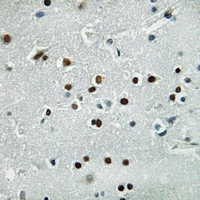 19 - Anti-MASH1 Antibody AP59970