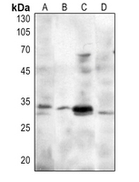 1 - Anti-MASH1 Antibody AP59970