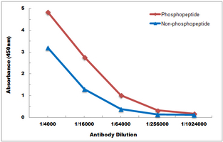 10 - Anti-ATF4 (Phospho-S245) Antibody AP59971