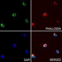 3 - Anti-CD298 Antibody AP59972