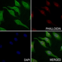 3 - Anti-BARD1 Antibody AP59974