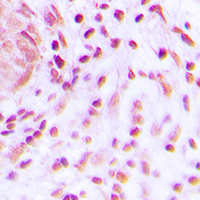 19 - Anti-BARD1 Antibody AP59974